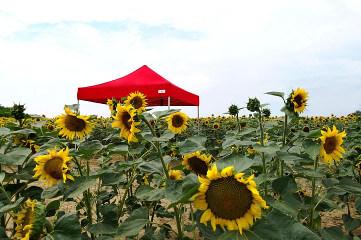 Gazebo pieghevole per stampa pubblicitaria 3m*6m